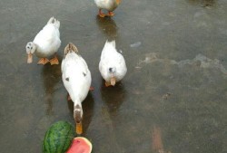 怎么画吃瓜鸭子视频,如何创作趣味盎然的“吃瓜鸭子”动画教程