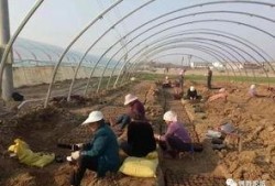 界首植物园吃瓜事件视频,一场引发热议的公共秩序风波