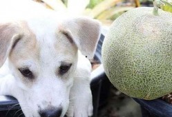 狗吃大哈密瓜会死吗视频,生命安全堪忧！