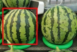 吃瓜实拍短视频拍摄方法,揭秘吃瓜实拍短视频的拍摄技巧