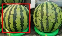 吃瓜实拍短视频拍摄方法,揭秘吃瓜实拍短视频的拍摄技巧