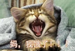 深夜吃瓜小猫咪视频大全,猫咪吃瓜视频大盘点