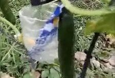 大邑吃瓜事件真相视频大全,揭秘真相背后的视频大全