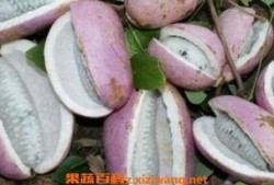 熊猫吃八月瓜吗会死吗视频,揭秘生死之谜