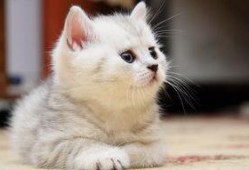 小猫咪可以吃小瓜嘛视频,揭秘小瓜是否适合猫咪食用