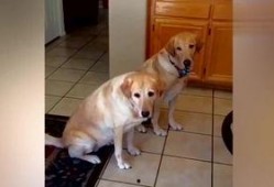 吃瓜的狗搞笑视频大全,笑翻天！吃瓜狗搞笑视频大盘点