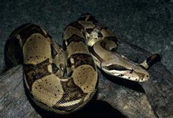 大蛇爬树头吃瓜视频下载