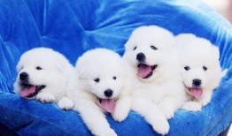 萨摩耶和比熊吃瓜视频,萌态十足引网友爆笑