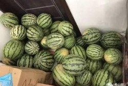 海棠瓜能吃吗怎么吃视频,视频教你轻松享美食