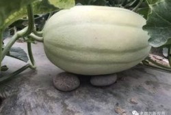 去哪里找最新吃瓜视频