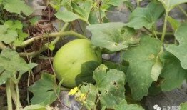 雪梨瓜有毒吗可以吃吗视频,揭秘其是否可食用之谜