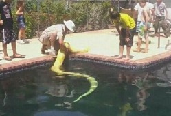 吃瓜群众游泳教练视频,吃瓜群众围观学游泳