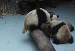 熊猫的视频吃瓜,瓜果飘香，萌态可掬