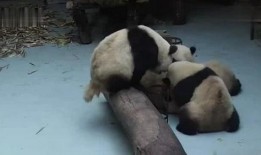 熊猫的视频吃瓜,瓜果飘香，萌态可掬