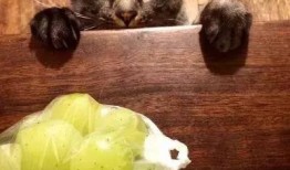 猫咪敢吃吊瓜吗视频讲解,揭秘猫咪对吊瓜的探索之旅