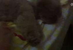 一粒小沙子吃瓜视频,一粒小沙子的吃瓜奇遇