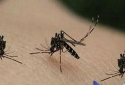 瓜哥吃蚊子视频,趣味视频引网友热议