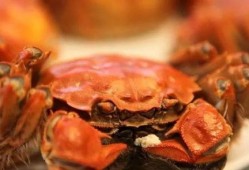 吃瓜哥卖螃蟹视频大全,一场味蕾与视觉的盛宴