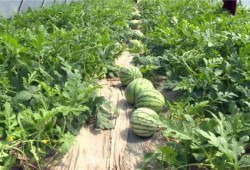 海宁最新吃瓜事件视频,视频揭秘惊人内幕