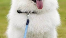 萨摩耶和比熊吃瓜视频,萌态十足引网友爆笑