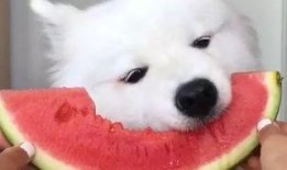 萨摩耶和比熊吃瓜视频,萌态十足引网友爆笑