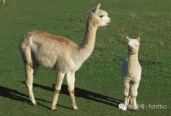 羊驼吃瓜完整视频,一场萌宠与夏日的甜蜜邂逅