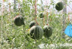 临安吃瓜事件视频最新进展