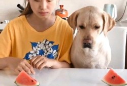 吃瓜视频比赛完整,全民狂欢，瓜界盛宴