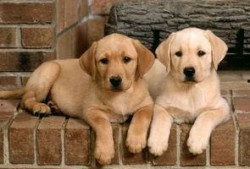 狗吃瓜拉布拉多会死吗视频,揭秘潜在致命风险