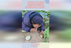 逆天丈母娘和女婿吃瓜视频,一场爆笑的家庭“战争”