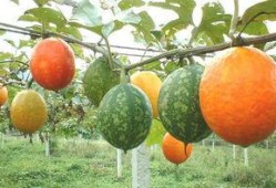 吊瓜能沾蜂蜜吃吗视频大全,视频大全揭秘