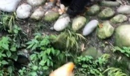 熊猫的视频吃瓜,瓜果飘香，萌态可掬