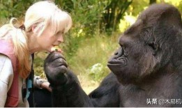 女人吃瓜变成黑猩猩视频,女人吃瓜意外变身黑猩猩，惊悚视频引发热议