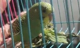 鸟可以吃土瓜吗视频,揭秘鸟儿是否可以食用土瓜