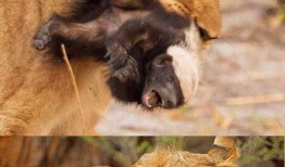 带你吃瓜动物拿起武器视频,瓜田里的武器奇遇记