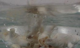 冬天有人买鸡瓜吃吗视频