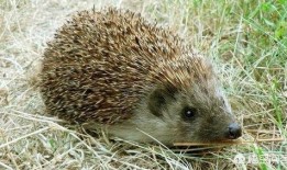 刺猬吃瓜痕迹视频在线观看,揭秘可爱小动物的秘密生活