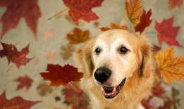 狗吊瓜的籽可以吃吗视频,营养美味，安全吗？