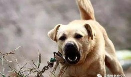 吃噎死狗面瓜视频,网友紧急救助