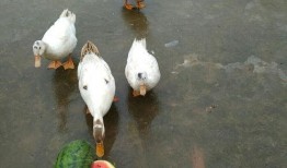 怎么画吃瓜鸭子视频,如何创作趣味盎然的“吃瓜鸭子”动画教程