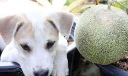 狗吃大哈密瓜会死吗视频,生命安全堪忧！