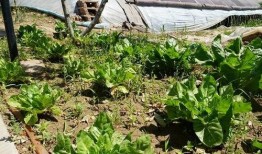 界首植物园吃瓜事件视频,一场引发热议的公共秩序风波