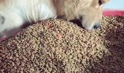 吃瓜吃成狗粮怎么办视频,揭秘“吃瓜吃成狗粮”的尴尬瞬间