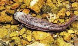 刘大瓜吃娃娃鱼视频,引发网友热议