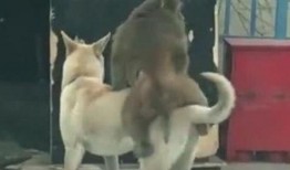 吃瓜的狗搞笑视频大全,笑翻天！吃瓜狗搞笑视频大盘点