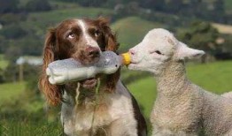 小羊吃瓜事件视频,一场萌宠与美食的欢乐碰撞