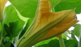 哦瓜花怎么吃视频,视频教你轻松享美食