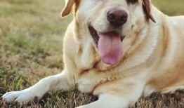 四川吃瓜拉布拉多事件视频,一场宠物与人类的温情碰撞