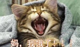 深夜吃瓜小猫咪视频大全,猫咪吃瓜视频大盘点