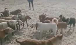 带你吃瓜的视频满级人类,带你吃瓜视频深度解析